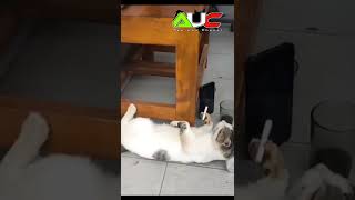 Kucing Gaul, Ngopi Udud Karo HP an #shorts  #funnyCat #cat