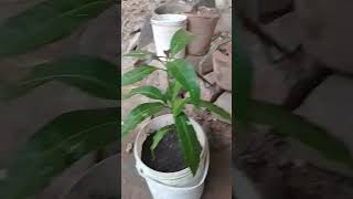 மாங்காய் செடி தொட்டில மாத்தியாச்சு ̓🌱