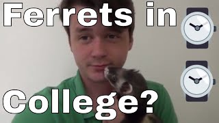 College and Ferrets - Should You Get a Ferret in College?