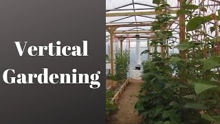 Vertical gardening - grow your vining crops vertically