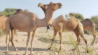 Cute camel Video | Amazing scene camel in desert | ounth  ka bacha🐪 | Biggest camel @kingofdeserts