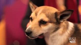 Westminster Dog Show  Faces of the Canine Stars