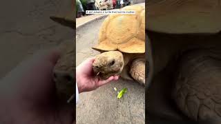 The girl adopted a baby turtle that lost its mother #shorts #animalshorts