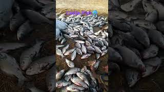 Cattle Fish(Thehla machli) Amezing Net fishing