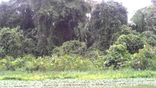 Floating along the Tortuguero Canal