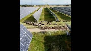 The sheep graze the grass around the solar panels | Residential Solar Supplier Houston TX