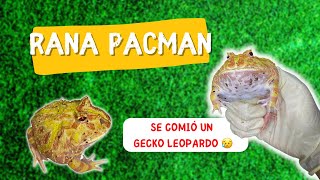 CUIDADOS BÁSICOS en RANA PACMAN 🐸 | Alimentando a mi rana con RATA 🐁 y GECKO 🦎  | C. cranwelli ✨