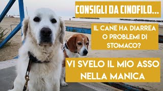 Il cane ha diarrea o problemi di stomaco? Vi svelo il mio asso nella manica