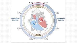 The Ventricular Function of the Cardiac Cycle