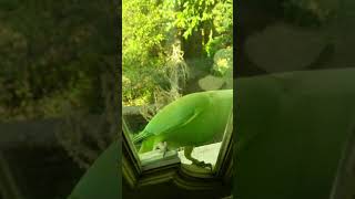 parrot 🐦#short#videos#green_parrot