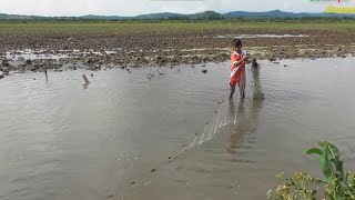 Amazing Boys Using Net For Catching Fishes | Traditional Fishing | FLV Official