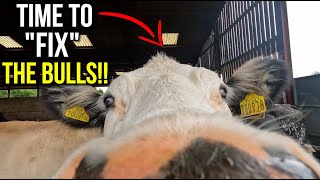 Bull Calves Become Steers And Farmer Gets A Hell Of A ZAP!!!