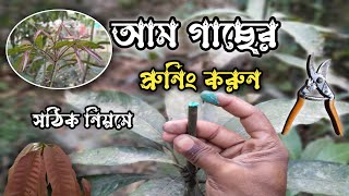 আম গাছের প্রুনিং । mango tree pruning । Tapati Nursery