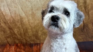 Grooming a Shih Poo to look more manly￼ (Full Video)