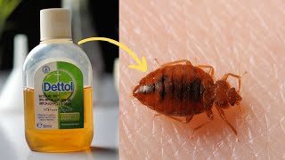 How To Get Rid Of Bed Bugs - Kill Bed Bugs Naturally Fast Permanently In One Day Without An Extermin