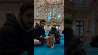 Cat COMES and listens to the Quran! #quran #islam #cat #turkey #muslim