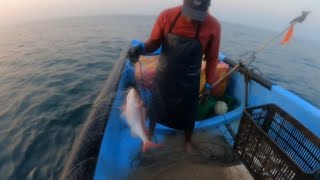 Increíble pesca de pargo Lunarejo