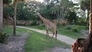 Kilimanjaro Safari - Animal Kingdom - June 2023