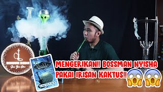 Review Tobacco Shisha - BALLI Cactus Ice