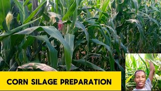 THE CORRECT CORN STAGE FOR SILAGE MAKING