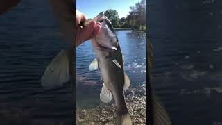 Releasing a Super Skinny Bass!