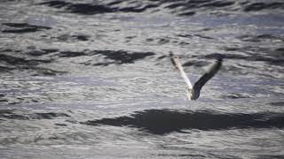 Seagull starting in slowmotion I 200fps