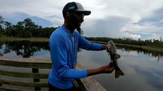 Huge BASS caught on LIVE SHRIMP. This doesn't happen everyday!