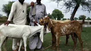 Goat farm / small goat farm Pakistan / Sindhi goats  / top class nachi goats / goat farming business