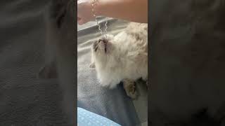 Fluffy cat! What is happening here?? #funnyvideo #animal