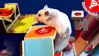 Cute Hamster Challenge with Food  | Hamster Survival 🐹13