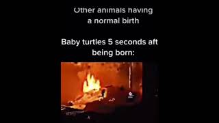 Baby turtles 5 seconds after being born: #memes