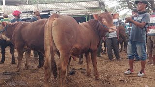 13 JUTA‼️LIMOSIN CALON JUMBO SIAP ISI KANDANG | Pasar Sapi Jatirogo