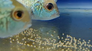 How to tell Electric blue acara gender. Blue acara cichlids spawning and breeding behavior