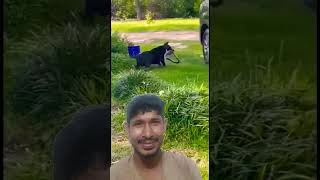 Dog and Shanks fight #dog #canecorso #pitbull #animals #rottweiler #sanjuanlaunionvlog #san #sjlu