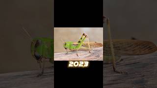 2023 Grasshopper 🦗🦗 and 5000 bce Grasshopper 🦗🦗 #shorts #viral