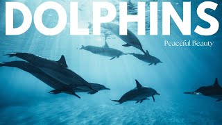 Graceful Dolphins | Ocean's Elegance 🐬