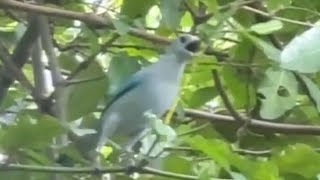 Comiendo🌱🐦 Hermoso pajarito😍🥰