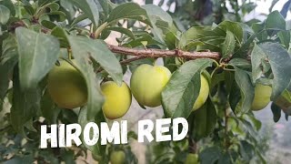 hiromi red plum है कुछ खास जरूर देखें ...plz subscribe 🙏 #kotkhai