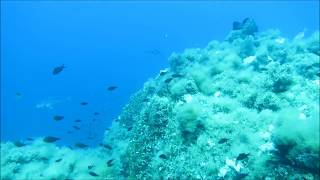 Naturschutzgebiet Pianosa bei ELBA - iTALIEN