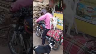 Going for the ride with doggo😂❤️#shorts #dog #doglover #dogs #funny #funnydogs