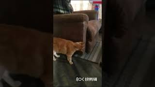 Cat Training Tape เทปฝึกแมว