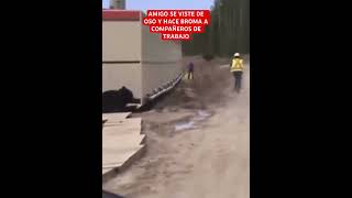 MAL AMIGO SE VISTE DE OSO Y HACE DIVERTIDA BROMA A COMPAÑEROS