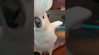 funny bird 🐦