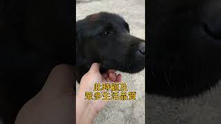 [FB_的這一天]18_1 GOOFY不知躲在哪? 但聽到機車聲 就會自己出現..#台灣犬 #台灣米克斯