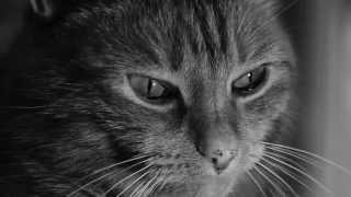 Cute Cat Black and White Video Short Film - Catisfaction