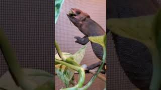 Panther Chameleon Eats Kadydid #shorts #chameleon #pantherchameleon #reptile #reptiles #animal