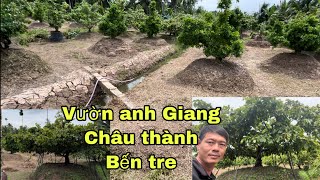 Thăm vườn anh Giang,có một số cây mai nuôi cắt giật,và Nguyệt quế quá đẹp ở châu thành bến tre