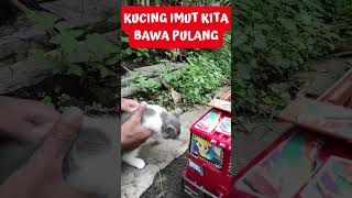 ANAK KUCING LUCU NAIK TRUK  #shorts #kucing #cat #trending #trukoleng