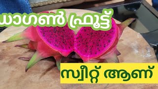 @GeorgeTheIndianFarmer മധുരമുള്ള ഡ്രാഗൺ ഫ്രൂട്ട് വെറൈറ്റി. ആദ്യമായി ഉണ്ടായത്. Sweet Variety.