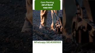 Corn Planting | ਮੱਕੀ ਦੀ ਬਿਜਾਈ | मक्का रोपण | Modern Kheti